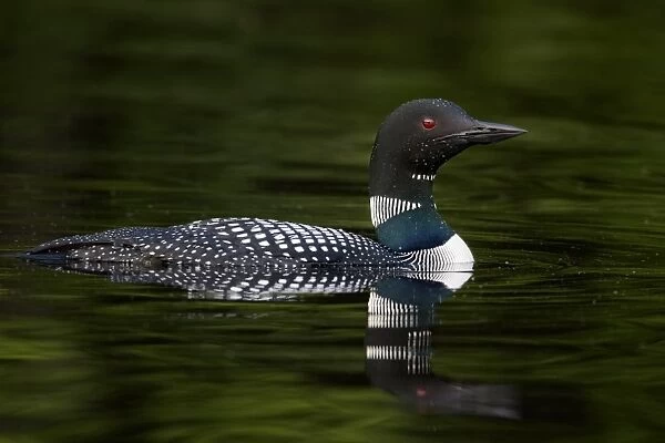Great Northern Diver (Gavia immer) adult, summer plumage, swimming on lake, North Michigan, U. S. A. june