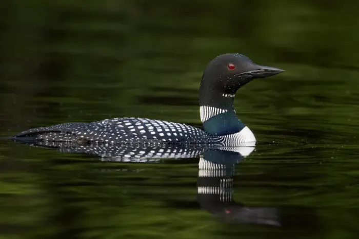 Framed Print : Great Northern Diver (Gavia immer) adult, summer plumage, swimming on lake, North Michigan, U. S. A. june Framed Print : Great Northern Diver (Gavia immer) adult, summer plumage, swimming on lake, North Michigan, U. S. A. june
