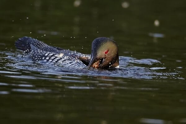 Great Northern Diver (Gavia immer) adult, summer plumage, feeding on crayfish, swimming on lake, North Michigan, U. S. A. june