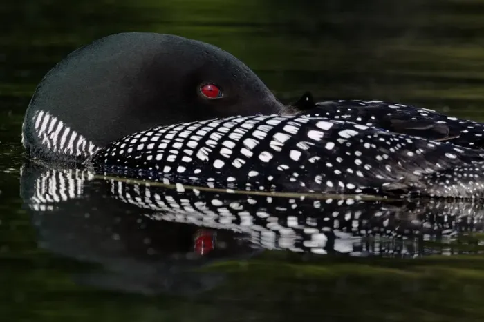Framed Print : Great Northern Diver (Gavia immer) adult, summer plumage, resting on lake, North Michigan, U. S. A. june