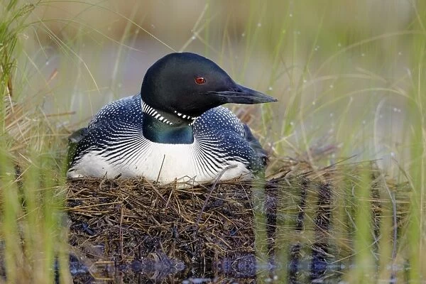 Great Northern Diver (Gavia immer) adult, summer plumage, sitting at nest on lake, North Michigan, U. S. A. june
