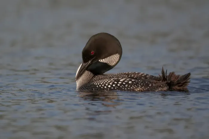 Framed Print : Great Northern Diver (Gavia immer) adult, summer plumage, preening on lake, North Michigan, U. S. A. june Framed Print : Great Northern Diver (Gavia immer) adult, summer plumage, preening on lake, North Michigan, U. S. A. june