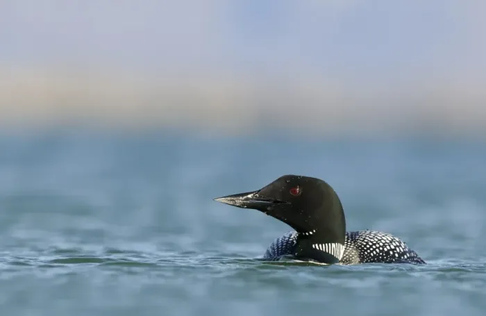 Framed Print : Great Northern Diver (Gavia immer) adult, breeding plumage, swimming on lake, Lake Myvatn, Iceland, June Framed Print : Great Northern Diver (Gavia immer) adult, breeding plumage, swimming on lake, Lake Myvatn, Iceland, June