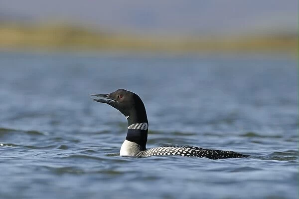 Great Northern Diver (Gavia immer) adult, breeding plumage, calling, swimming on lake, Lake Myvatn, Iceland, June