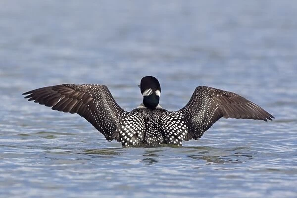 Great Northern Diver (Gavia immer) adult, breeding plumage, rear view, flapping wings on water, Lake Myvatn, Iceland