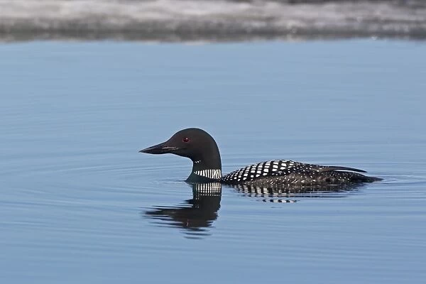 Great Northern Diver (Gavia immer) adult, breeding plumage, swimming on partially frozen lake, Lake Myvatn, Iceland