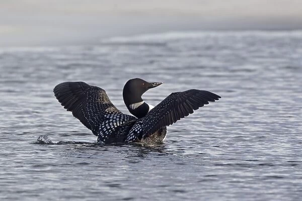 Great Northern Diver (Gavia immer) adult, breeding plumage, flapping wings on lake, Lake Myvatn, Iceland, May