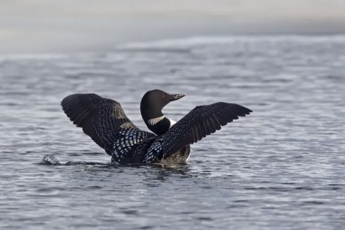 Framed Print : Great Northern Diver (Gavia immer) adult, breeding plumage, flapping wings on lake, Lake Myvatn, Iceland, May Framed Print : Great Northern Diver (Gavia immer) adult, breeding plumage, flapping wings on lake, Lake Myvatn, Iceland, May