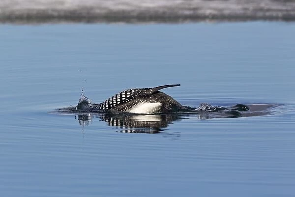 Great Northern Diver (Gavia immer) adult, breeding plumage, diving on partially frozen lake, Lake Myvatn, Iceland, May