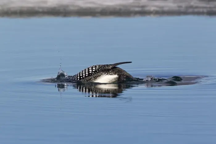 Framed Print : Great Northern Diver (Gavia immer) adult, breeding plumage, diving on partially frozen lake, Lake Myvatn, Iceland, May Framed Print : Great Northern Diver (Gavia immer) adult, breeding plumage, diving on partially frozen lake, Lake Myvatn, Iceland, May