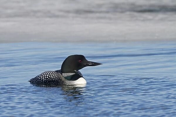 Great Northern Diver (Gavia immer) adult, breeding plumage, swimming on partially frozen lake, Lake Myvatn, Iceland