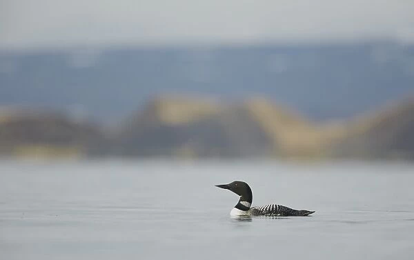 Great Northern Diver (Gavia immer) adult, breeding plumage, swimming on midge covered lake habitat, Lake Myvatn