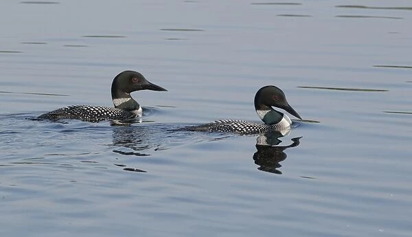 Great Northern Diver (Gavia immer) adult pair, summer plumage, swimming on lake, North Michigan, U. S. A. june