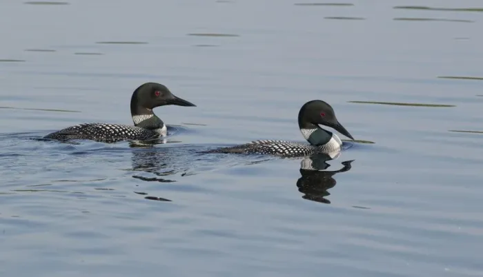 Framed Print : Great Northern Diver (Gavia immer) adult pair, summer plumage, swimming on lake, North Michigan, U. S. A. june Framed Print : Great Northern Diver (Gavia immer) adult pair, summer plumage, swimming on lake, North Michigan, U. S. A. june