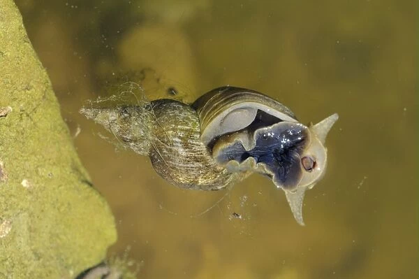 Great Pond Snail (Lymnaea stagnalis) adult, feeding at surface of water, Oxfordshire, England, july