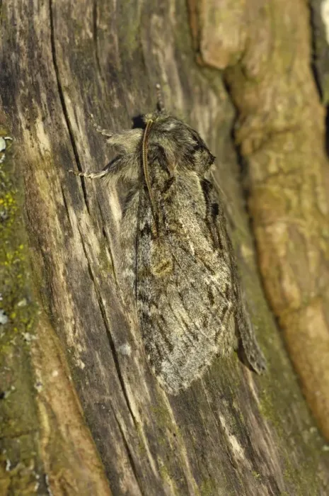 Framed Print : Great Prominent Moth (Peridea anceps) adult, camouflaged on bark, Oxfordshire, England, april Framed Print : Great Prominent Moth (Peridea anceps) adult, camouflaged on bark, Oxfordshire, England, april
