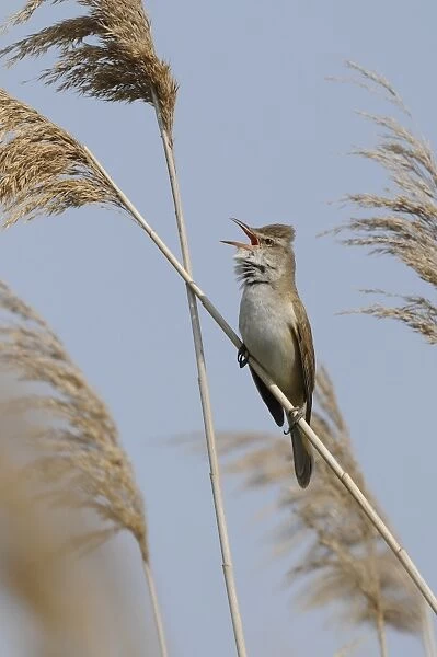Great Reed-warbler (Acrocephalus arundinaceus) adult male, summer plumage, singing, perched on reed stem, Lemnos