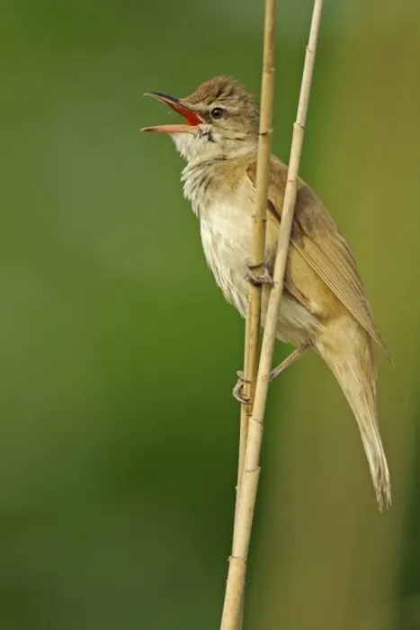 Framed Print : Great Reed-warbler (Acrocephalus arundinaceus) adult, singing, perched on reed stem, Bulgaria, may Framed Print : Great Reed-warbler (Acrocephalus arundinaceus) adult, singing, perched on reed stem, Bulgaria, may