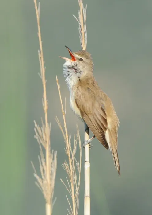 Framed Print : Great Reed-warbler (Acrocephalus arundinaceus) adult, singing, perched on reed stem in reedbed, Lesvos, Greece, may Framed Print : Great Reed-warbler (Acrocephalus arundinaceus) adult, singing, perched on reed stem in reedbed, Lesvos, Greece, may