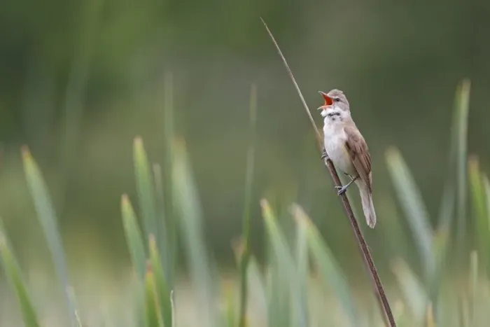 Framed Print : Great Reed-warbler (Acrocephalus arundinaceus) adult male, singing, perched on reedmace stem in reedbed, Bulgaria, June