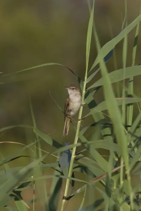 Framed Print : Great Reed Warbler on reeds - Coto Donana, Spain Framed Print : Great Reed Warbler on reeds - Coto Donana, Spain
