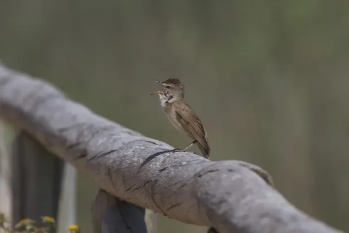 Framed Print : Great Reed Warbler singing - Coto Donana, Spain Framed Print : Great Reed Warbler singing - Coto Donana, Spain