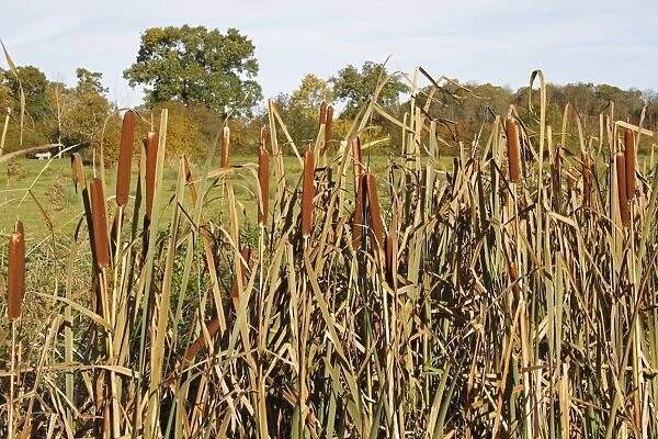 Great Reedmace (Typha latifolia) flowerheads, growing in ditch on unimproved wet grazing meadow, Thornham Magna, Suffolk, England, october