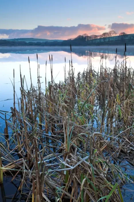 Framed Print : Great Reedmace (Typha latifolia) growing at edge of lake habitat on frosty morning, with mist rising at sunrise Framed Print : Great Reedmace (Typha latifolia) growing at edge of lake habitat on frosty morning, with mist rising at sunrise
