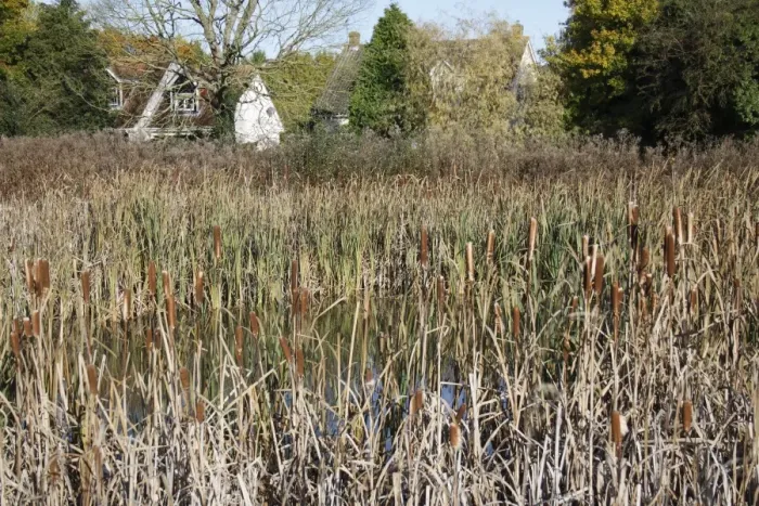 Framed Print : Great Reedmace (Typha latifolia) mass with flowerheads, growing around pond on commonland reserve, Mellis Common, Mellis, Suffolk, England, october Framed Print : Great Reedmace (Typha latifolia) mass with flowerheads, growing around pond on commonland reserve, Mellis Common, Mellis, Suffolk, England, october