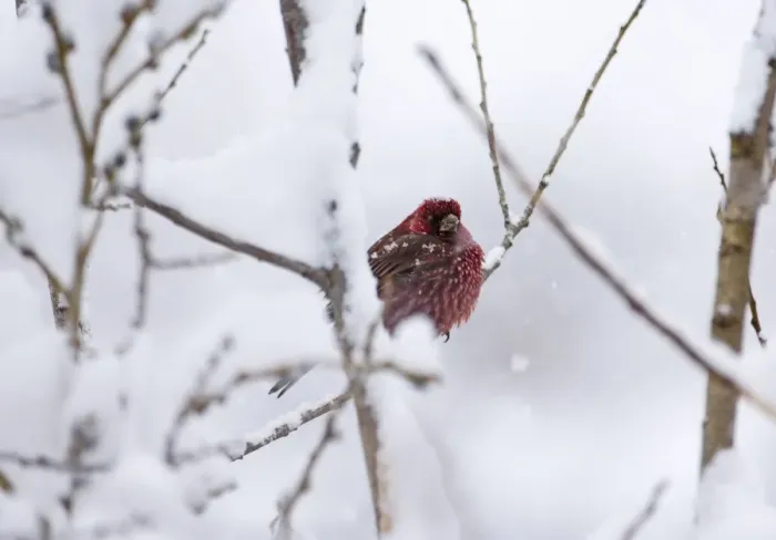 Framed Print : Great Rosefinch (Carpodacus rubicilla) adult male, perched on twig in snow, Kazbegi, Great Caucasus, Caucasus Mountains, Georgia, april Framed Print : Great Rosefinch (Carpodacus rubicilla) adult male, perched on twig in snow, Kazbegi, Great Caucasus, Caucasus Mountains, Georgia, april