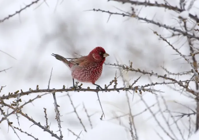 Framed Print : Great Rosefinch (Carpodacus rubicilla) adult male, perched on twig in snow, Kazbegi, Great Caucasus, Caucasus Mountains, Georgia, april Framed Print : Great Rosefinch (Carpodacus rubicilla) adult male, perched on twig in snow, Kazbegi, Great Caucasus, Caucasus Mountains, Georgia, april