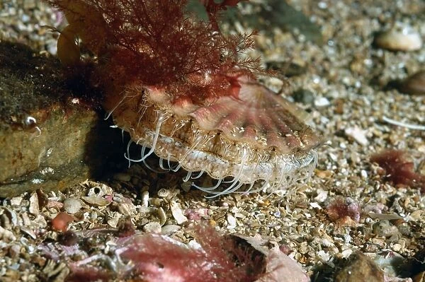 Great Scallop (Pecten maximus) adult, with tentacles extended, on seabed in sea loch, Loch Carron, Ross and Cromarty