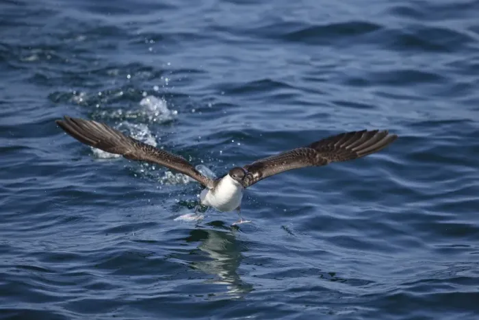 Framed Print : Great Shearwater (Puffinus gravis) adult, taking off from surface of sea, Morocco, November Framed Print : Great Shearwater (Puffinus gravis) adult, taking off from surface of sea, Morocco, November