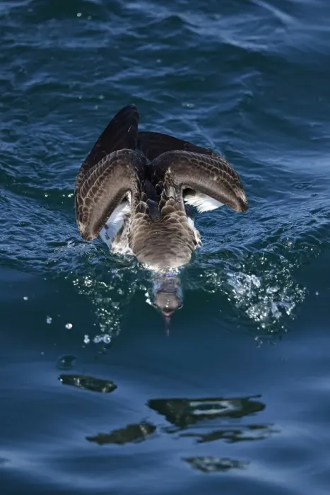 Framed Print : Great Shearwater (Puffinus gravis) adult, feeding at surface of sea, with head submerged, Morocco, November Framed Print : Great Shearwater (Puffinus gravis) adult, feeding at surface of sea, with head submerged, Morocco, November