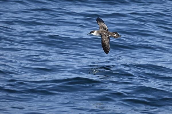 Great Shearwater (Puffinus gravis) adult, in flight over sea, Morocco, November
