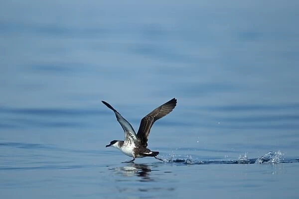 Great Shearwater (Puffinus gravis) adult, taking off from surface of sea, Algarve, Portugal, october