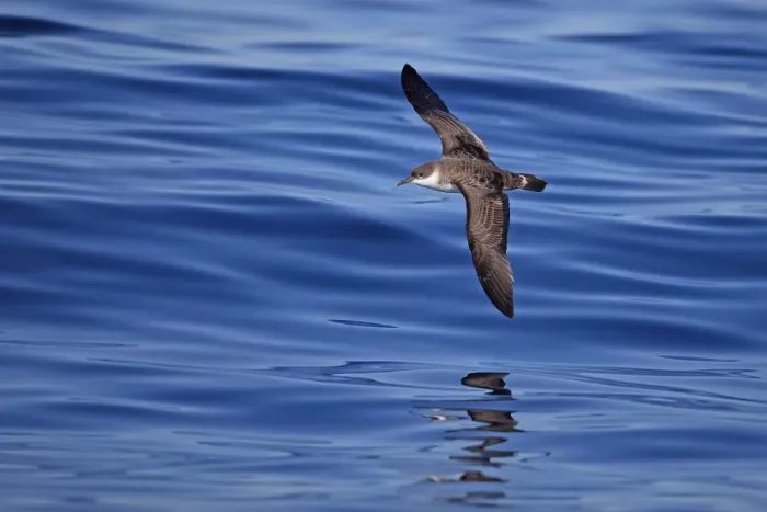 Framed Print : Great Shearwater (Puffinus gravis) adult, in flight over sea, Portugal, October
