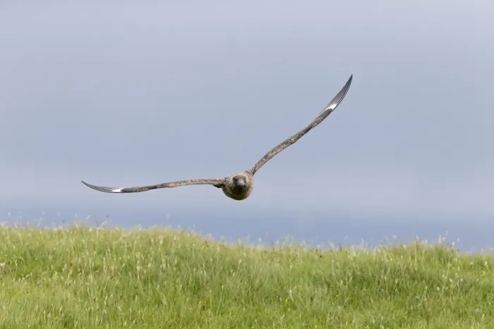 Framed Print : Great Skua (Stercorarius skua) adult, in low flight over grass, Shetland Islands, Scotland, June Framed Print : Great Skua (Stercorarius skua) adult, in low flight over grass, Shetland Islands, Scotland, June