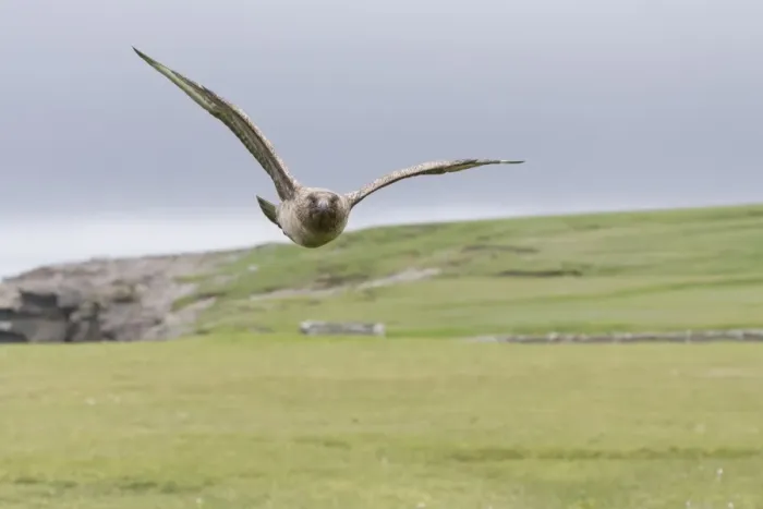 Framed Print : Great Skua (Stercorarius skua) adult, in flight, Shetland Islands, Scotland, June Framed Print : Great Skua (Stercorarius skua) adult, in flight, Shetland Islands, Scotland, June