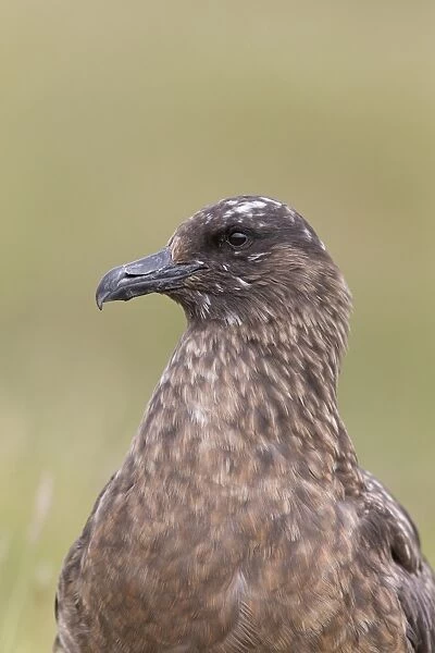 Great Skua (Stercorarius skua) adult, close-up of head and breast, Shetland Islands, Scotland, June