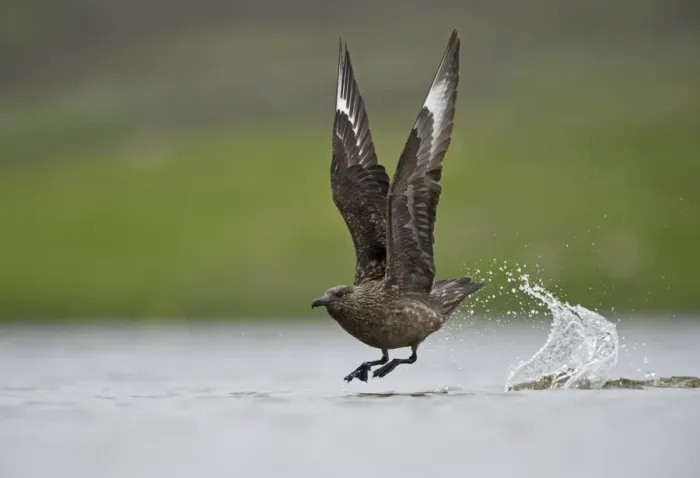Framed Print : Great Skua (Stercorarius skua) adult, in flight, taking off from water, Fetlar, Shetland Islands, Scotland, june Framed Print : Great Skua (Stercorarius skua) adult, in flight, taking off from water, Fetlar, Shetland Islands, Scotland, june