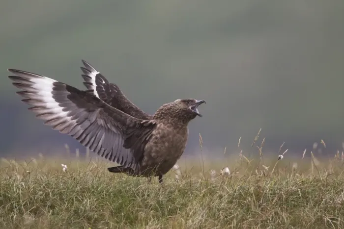 Framed Print : Great Skua (Stercorarius skua) adult, in wing stretch display, Shetland Islands, Scotland, june Framed Print : Great Skua (Stercorarius skua) adult, in wing stretch display, Shetland Islands, Scotland, june