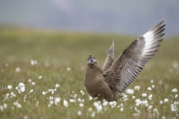 Great Skua (Stercorarius skua) adult, calling and displaying to see off rival