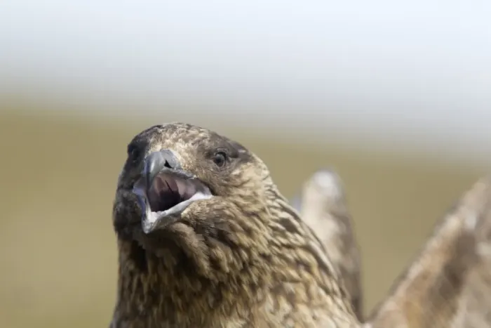 Framed Print : Great Skua (Stercorarius skua) adult, close-up of head, calling, Shetland Islands, Scotland, June Framed Print : Great Skua (Stercorarius skua) adult, close-up of head, calling, Shetland Islands, Scotland, June