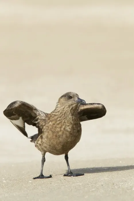 Framed Print : Great Skua (Stercorarius skua) adult, standing on beach, Shetland Islands, Scotland, June Framed Print : Great Skua (Stercorarius skua) adult, standing on beach, Shetland Islands, Scotland, June