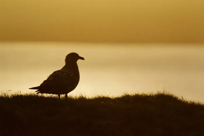 Framed Print : Great Skua (Stercorarius skua) adult, standing, silhouetted at sunset, Shetland Islands, Scotland, June