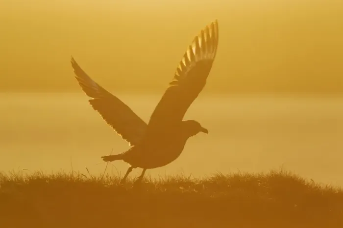 Framed Print : Great Skua (Stercorarius skua) adult, taking off, silhouetted at sunset, Shetland Islands, Scotland, June Framed Print : Great Skua (Stercorarius skua) adult, taking off, silhouetted at sunset, Shetland Islands, Scotland, June