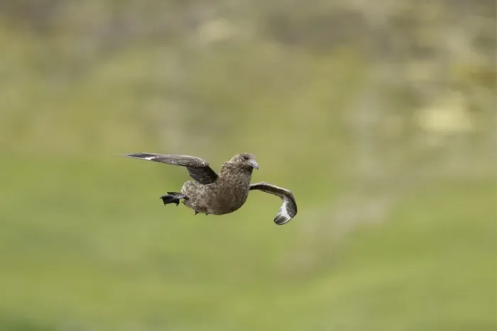 Framed Print : Great Skua (Stercorarius skua) adult, in flight, landing, Shetland Islands, Scotland, June Framed Print : Great Skua (Stercorarius skua) adult, in flight, landing, Shetland Islands, Scotland, June