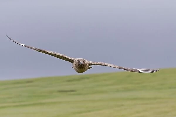 Great Skua (Stercorarius skua) adult, in flight, Shetland Islands, Scotland, June