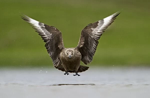 Great Skua (Stercorarius skua) adult, in flight, landing on water, Fetlar, Shetland Islands, Scotland, june